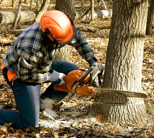 Tree Removal in Alzada, MT